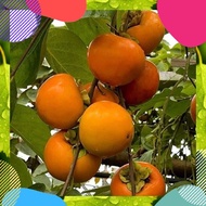 Terlaris 6 Bibit Tanaman Buah Kesemek jumbo - TKM TERBAIK