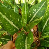 aglaonema Srikit