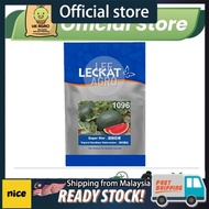 LECKAT 1096 (Super Star) Tembikai Merah Tanpa Biji SEEDS 100g F1 HYBRID Red SEEDLESS WATERMELON Seed