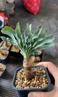 巨鳳之卵(多肉植物，塊根植物，球根植物，室外，戶外，夠光)