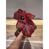 (T.A)Caladium China Red(only1)😍