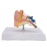 Desktop Ear Anatomy Model Human Medical Ear Anatomy Model Full Ear Model 1:1 Scale anatomy medical t