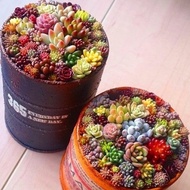 300pcs/bag Mixed Lithops Seeds Rare Succulent Seeds Ass Flower Seeds Pseudotruncatella Living Stone