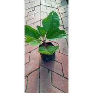 pokok anak terung panjang