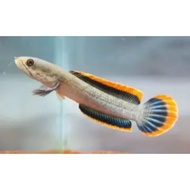 BARU HIASAN AQUARIUM LIMBATA 10-15 cm+ BERKUALITAS