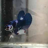 ikan cupang blue rim panda jantan
