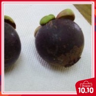 Anak pokok Manggis  MESTA buah manggis HYBRID( tolong jangan combine order dengan item lain)