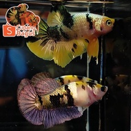 Best Sepasang Ikan Cupang Hias Yellow Koi Copper Gold Cooper Ykc