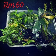 BUCEPHALANDRA PLANT AQUATIC