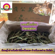 แดนดิไลอ้อน Dandelion ต้นหญ้าสำหรับสัตว์เลี้ยงฟันแทะ หญ้ากระต่าย อาหารเสริมกระต่าย