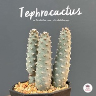 Tephrocactus articulatus var. strobiliformis กระบองเพชร แคคตัส ไม้อวบน้ำ cactus&succulent