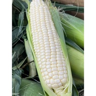 Cameron highland corn AA 5pcs - pm us to place order