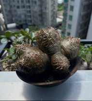 四頭完美象牙玉 ｜檢 塊根植物 象牙宮