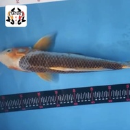 ikan koi import 🇯🇵 sertifikat jepang Asagi 40 cm