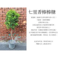 心栽花坊-七里香/棒棒糖造型/8吋/造型樹/綠化植物/綠籬植物/香花植物/售價1000特價900