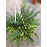 LGR / pokok Boston fern gantung / pokok hidup dan redup