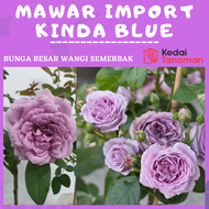 Bunga MAWAR IMPORT KINDA BLUE - Tanaman Hidup Bunga Mawar Import KINDA BLUE Berbunga Wangi &amp; Bergaransi - Bunga Mawar Impor Hidup Kindablue