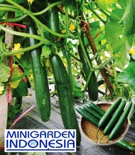 10 Benih Timun Jepang Toska F1 bibit tanaman sayur Sayuran mentimun
