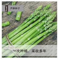 80pcs Green Asparagus seeds Asparagus seeds Biji Asparagus Biji Benih Sayur/芦笋种子