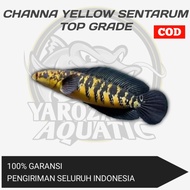 channa yellow sentarum chana maru ys