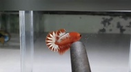 Betta hmpk fccp orange head
