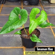 Tanaman hias anthurium corong - Tanaman antorium corong
