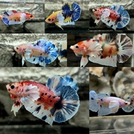 Hiasan aquarium dumbo ear Multicolour