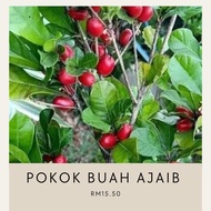 Pokok ajaib / buah ajaib / miracle fruits / miracle berry