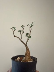 象木漆樹 象之木 彩葉漆樹