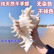 千手螺菊花螺 Natural Seashells Aquarium Decor Mediterranean Fish Tank Ornament 40L0 Over 1000 Repeat Custo