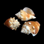 Florida fighting conch 3 pcs Seashell - Hermit - Natural SeaShells - Strombus alatus