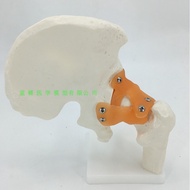 Human Body Hip Joint Stock Joint Model Human Body Skeleton Model Human Joint Teaching Aids