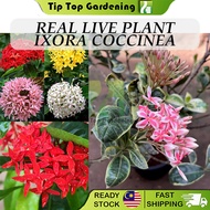 Real Live Plant Ixora Coccinea Flowers Plants Ixora Variegated Jungle Geranium Pokok Hidup 龙船花