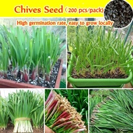 [Easy To Grow In ] Chinese Chives Seeds for Planting (200 Pcs)  Daun Kucai Vegetable Seeds for Garde