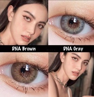 📌 สุดปัง มีค่าสายตา 📌 Wink Dna Gray Brown  บิ๊กอาย สุดปัง คอนแทคเลนส์ รายเดือน มีอย แถมตลับฟรี  เลนส