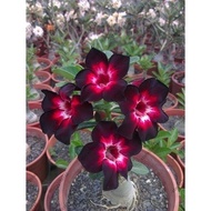 #SG Stock#  2PCs/Seed Adenium Obesum Seeds Desert Rose Rare Thailand Flower Seeds For Home Garden
