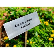 Lantana Garden Plant Signage