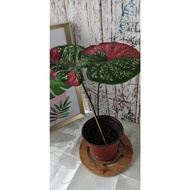 Caladium Red Beret / Cat Tumpah 彩叶芋【Read Description Before Ordering】