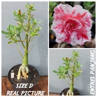 Adenium Tumpuk Kamboja ID BEAUTY SWEAT UKURAN SIZE D REAL PICTURE ( ENTRES PANJANG )