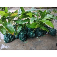 Pokok Lerek / Anak Pokok Lerek / Daun Lerek untuk lemang / Pokok untuk lemang