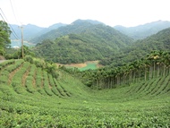 Tour Ngày Khám Phá Văn Hoá Trà Bình Lâm (Pinglin) và Miêu Không (Maokong) từ Đài Bắc