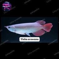 arwana super red chili red arowana sr