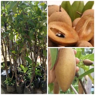Anak pokok ciku mega buah besar hybrid