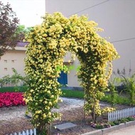 現貨  特價 小欣百貨  木香花種子 黃白紅木香花苗種子濃香爬藤植物陽臺四季攀援花卉