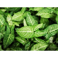 Syngonium podophyllum White Butterfly Arrowhead Keladi