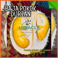 (6kg) Baja Pokok Durian Lebatkan Buah Durian