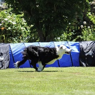 Pet Tunnel Dog Tunnel Dog Tunnel Track Zebra Sandbag Tent Pet Toy Dog Tunnel Set