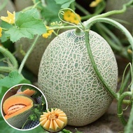 [Seed Three] Hami Melon Seeds for Planting (10 PCS  Suitable for Growing In Malaysia) - Sweet Cantal