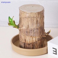 [xianyuan] Brazilian Wood Tray/Hydroponic Pot/Hydroponic Plant Tray/tabletop Plant Hydroponic Tray X