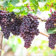 1 ต้น องุ่นติดตา ตอใหญ่ แข็งแรง โตไว พร้อมให้ลูกใน 6 เดือน ต้นตอสูง 80 ซม Grape Plant สายพันธุ์ แบล็คโอปอล (Black Opal)
